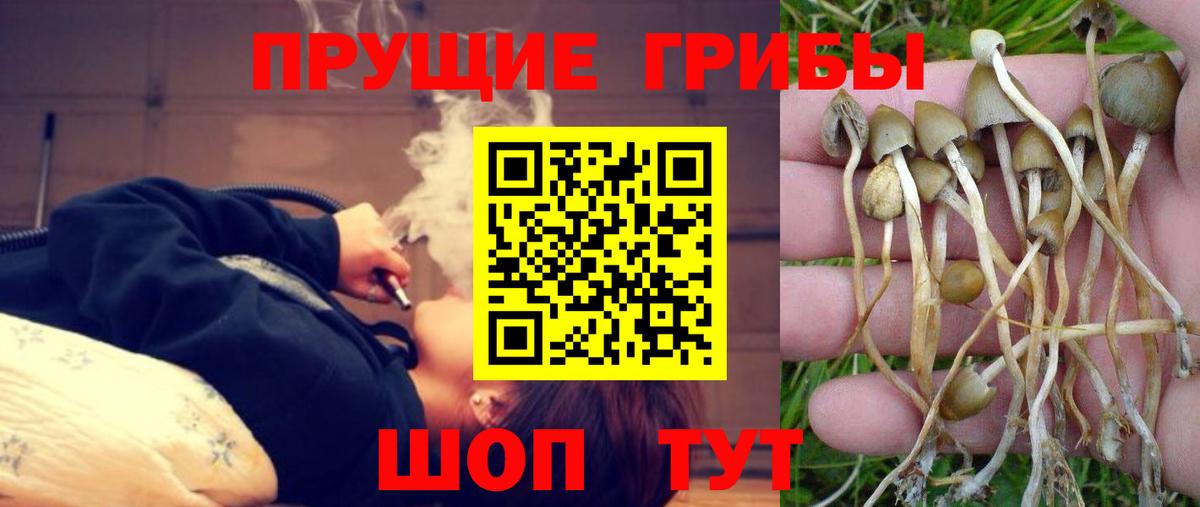 Воткинск  где можно купить наркотик  Вход с VPN  Галлюциногенные грибы Cubensis 